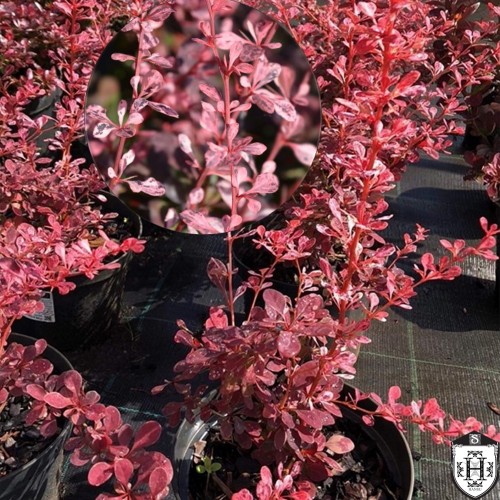Berberis thunbergii 'Harlequin' - Thunbergi kukerpuu 'Harlequin' C2/2L